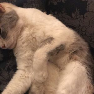 Meet your Posher, Chaia